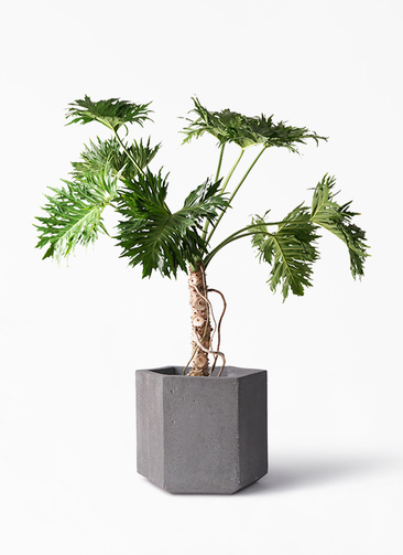 philodendron-selloum-163_1.jpg