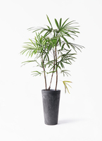 観葉植物 シュロチク（棕櫚竹） 8号 ベータ キューブプランター ウッド