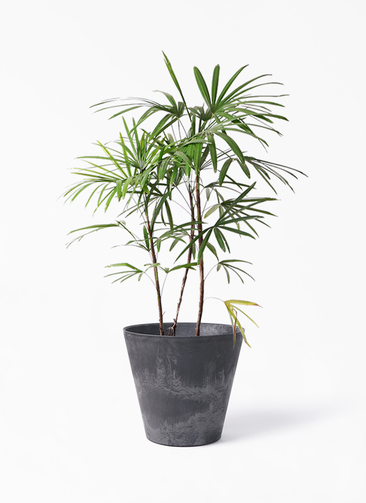 観葉植物 シュロチク（棕櫚竹） 8号 アートストーン ラウンド ブラック