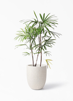 観葉植物 シュロチク（棕櫚竹） 8号 アルマジャー 白 付き | 観葉植物