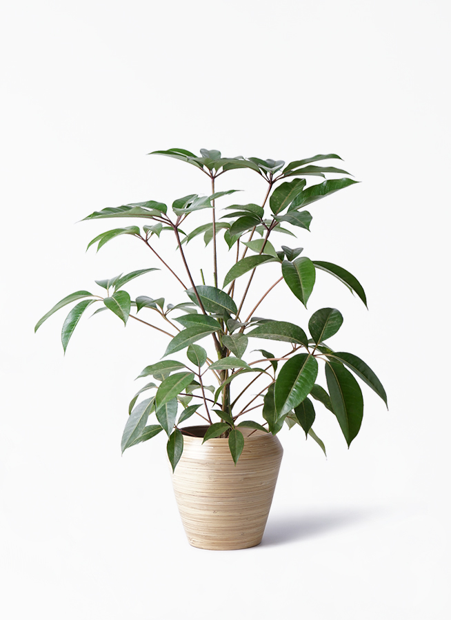 観葉植物 ツピダンサス 8号 ボサ造り アルマ ミドル 付き 観葉植物ならhitohana ひとはな