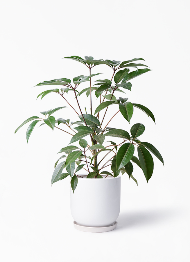 観葉植物 ツピダンサス 8号 ボサ造り アファール 白 付き 観葉植物ならhitohana ひとはな