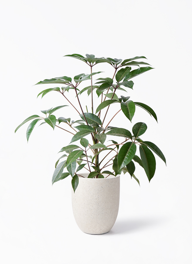 ［現品］3番　ツピタンサス　曲がり　8号　観葉植物　室内　大型　おしゃれ Amazon.co.jp: ツピタンサス 曲がり8号 インテリアグリーン 室内