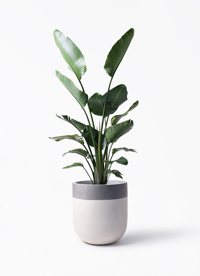 オーガスタ 10号 | 観葉植物の通販ならHitoHana