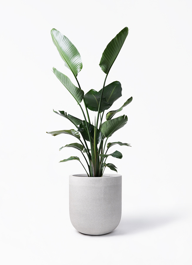 オーガスタ 10号 | 観葉植物の通販ならHitoHana