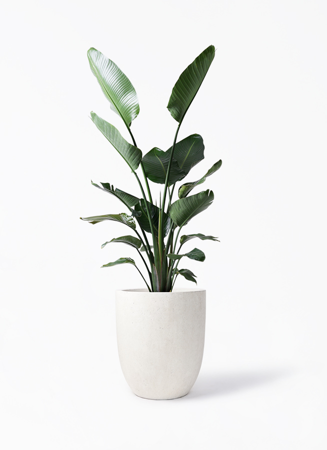 オーガスタ 10号 | 観葉植物の通販ならHitoHana