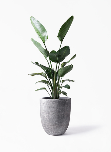 観葉植物 オーガスタ 10号 フォリオアルトエッグ ブラックウォッシュ