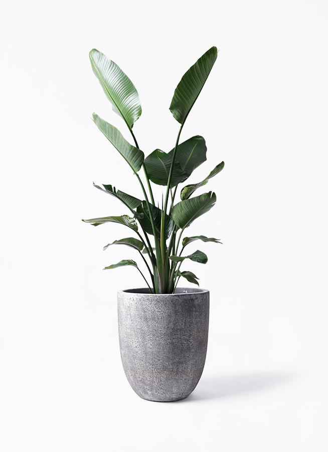 激安！　ストレチア　オーガスタ A 大型❗️ 150センチ　10号鉢 観葉植物 観葉植物 大型 ストレリチア・オーガスタ 10号鉢 / 胡蝶蘭