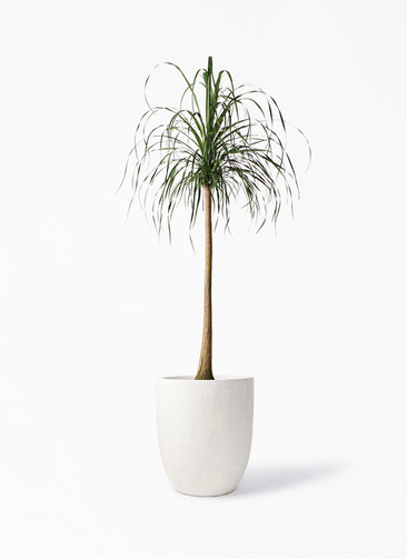 観葉植物 トックリラン ポニーテール 10号 フォリオアルトエッグ