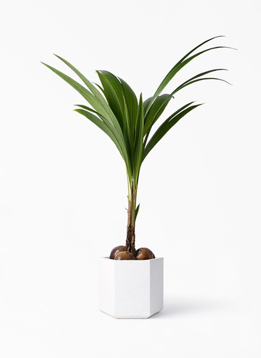 coconut-128_1.jpg?1608735661
