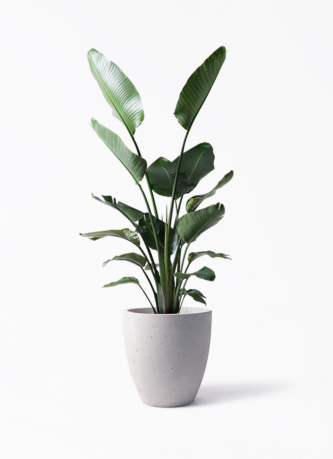 オーガスタ 10号 | 観葉植物の通販ならHitoHana
