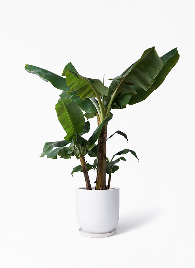 観葉植物 三尺バナナ 10号 アファール 白 付き 観葉植物ならhitohana ひとはな