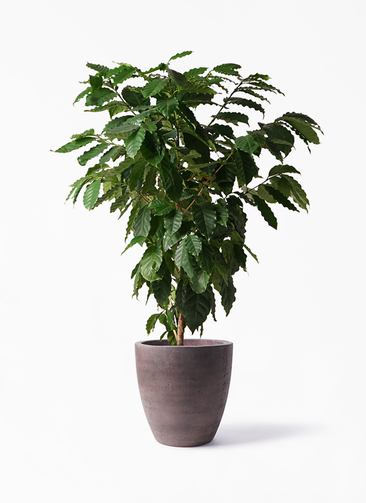 観葉植物 コーヒーの木 10号 コーテス ラウンド ブラウン 付き | 観葉