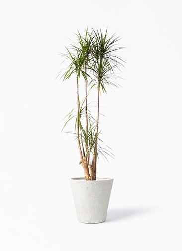 concinna-302_1.jpg?1608736559