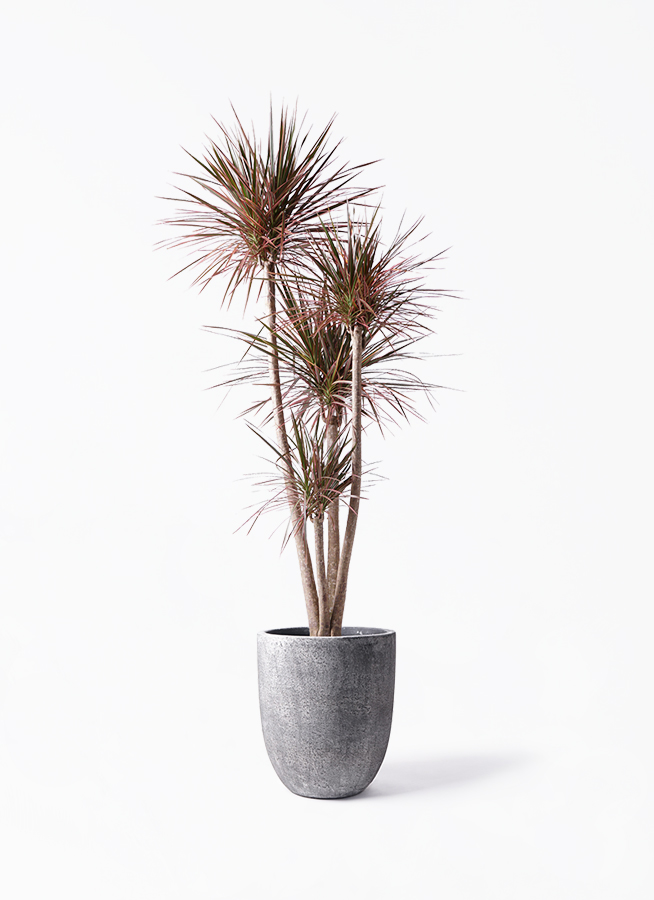 ドラセナ コンシンネ レインボー 10号 | 観葉植物通販HitoHana(ひとはな)