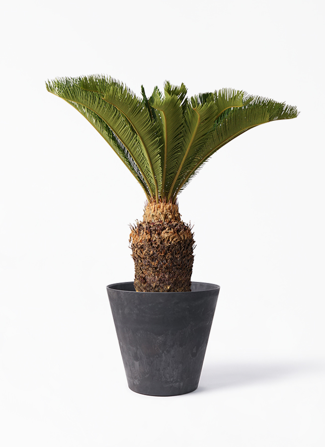 観葉植物 ソテツ 10号 アートストーン ラウンド ブラック 付き 観葉植物ならhitohana ひとはな