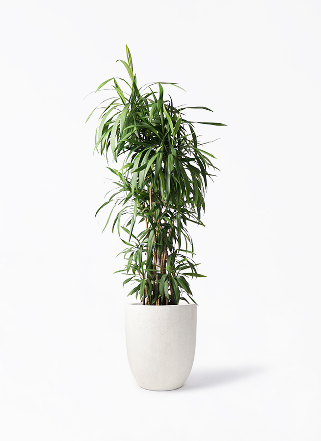 早割航空券 cordyline-stricta-81_1.jpg? その他観葉植物