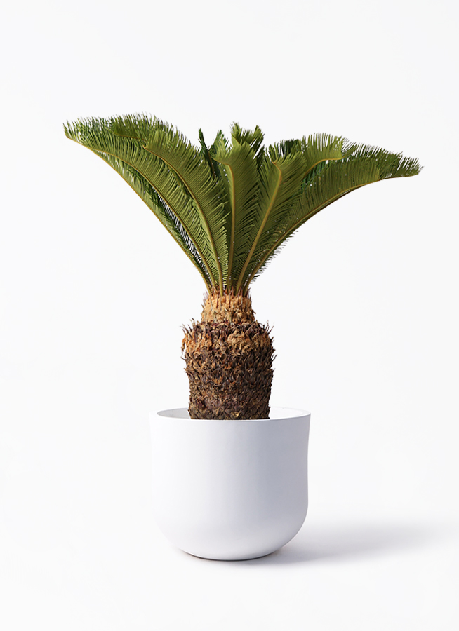 ソテツ 10号 | 観葉植物 | インテリアやギフトに - Hitohana（ひとはな）