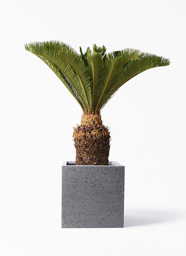ソテツ　10号　140センチ　現品 観葉植物 ソテツ 10号 プラスチック鉢 | 観葉植物ならHitoHana