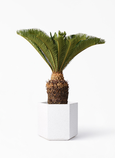 cycas-revoluta-208_1.jpg?