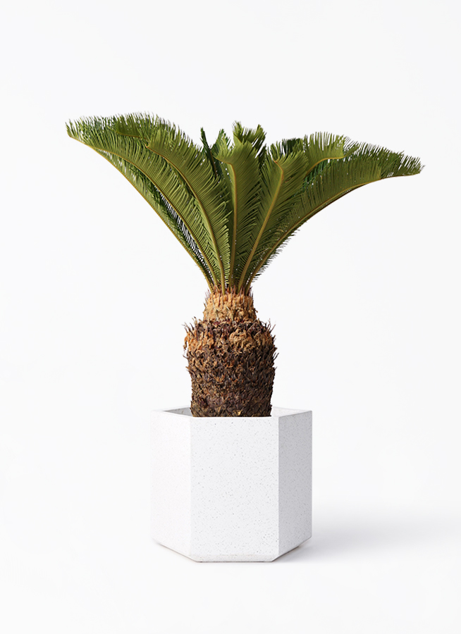 cycas-revoluta-208_1.jpg?