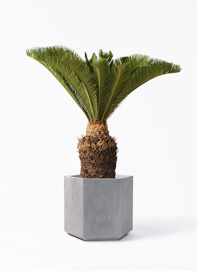 蘇鉄　⭐️ソテツ 観葉植物 鉢植　⭐️ 10号鉢 ソテツ 10号 | 観葉植物 | インテリアやギフトに - Hitohana（ひとはな）