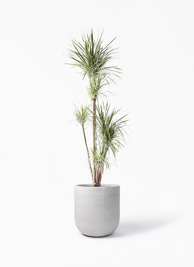 観葉植物 コンシンネ ホワイポリー 10号 ストレート バルゴ モノ ライトグレー 付き 観葉植物ならhitohana ひとはな