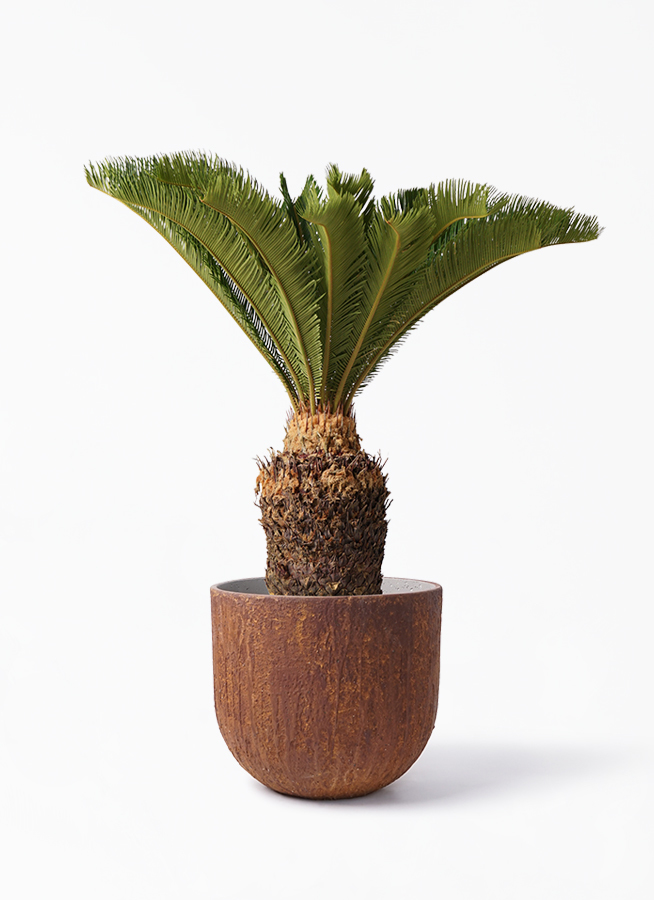 観葉植物 ソテツ 10号 バル ユーポット ラスティ 付き 観葉植物ならhitohana ひとはな