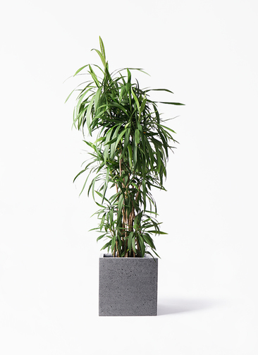 cordyline-stricta-56_1.jpg?