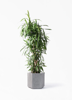B級品/大型観葉植物】剣状の深みある緑葉が魅力♪コルディリネ