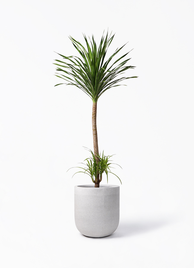 現品　ドラセナ　カンボジアーナ　観葉植物　ドラセナカンボジアーナ　ドライガーデン 観葉植物 ドラセナ カンボジアーナ 10号 1本立ち バルゴ モノ ライト