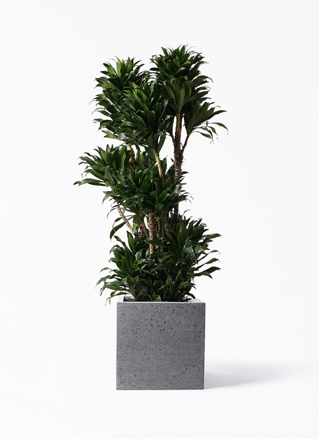 観葉植物 ドラセナ コンパクター 10号 キューブ ラテルストーン 付き
