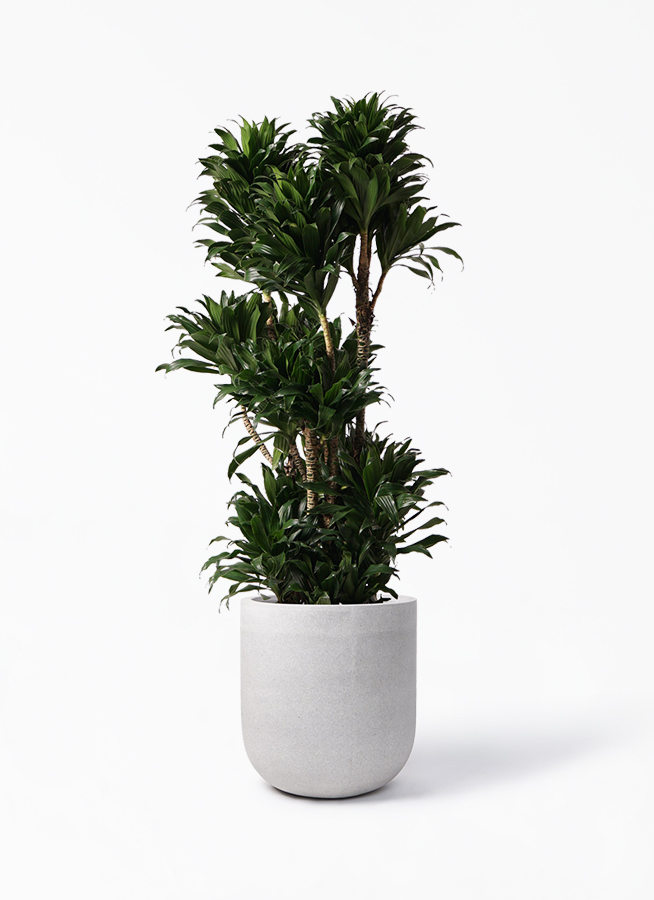 観葉植物 ドラセナ コンパクター 10号 バルゴ モノ ライトグレー 付き 観葉植物ならhitohana ひとはな