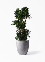 観葉植物 ドラセナ コンパクター 10号 フォリオアルトエッグ ブラック 観葉植物 ドラセナ コンパクター 10号 フォリオアルトエッグ ブラック