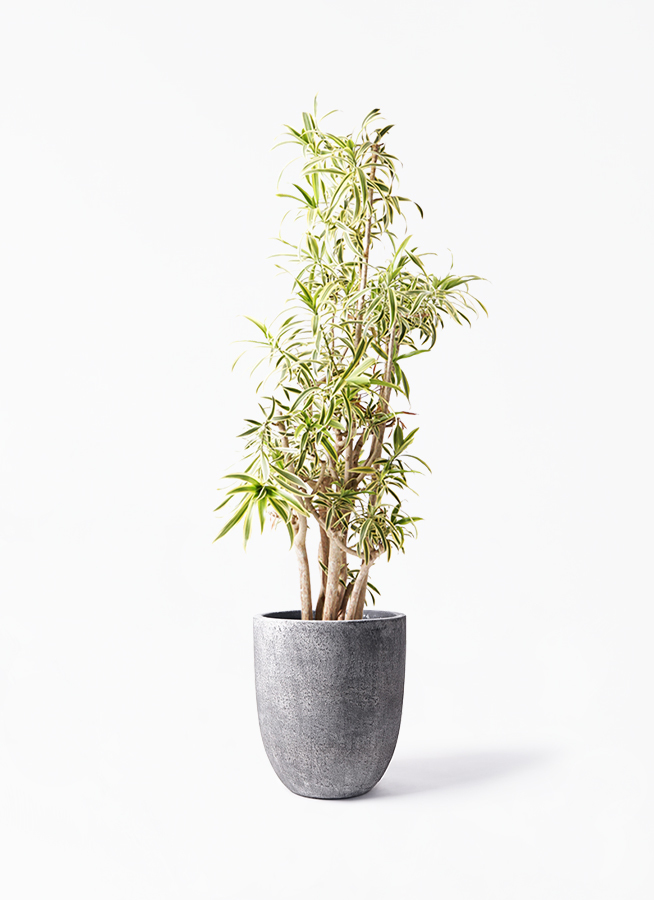 観葉植物 ドラセナ ソング オブ インディア 10号 フォリオアルトエッグ ブラックウォッシュ 付き 観葉植物ならhitohana ひとはな