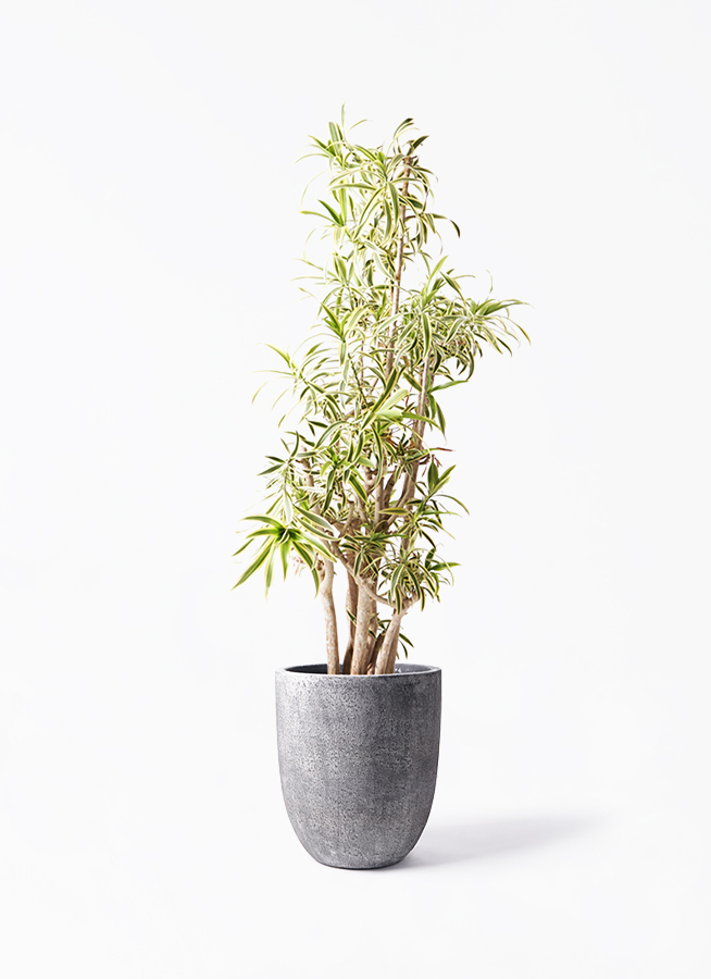 ソング オブ インディア 10号 | 観葉植物通販HitoHana(ひとはな)