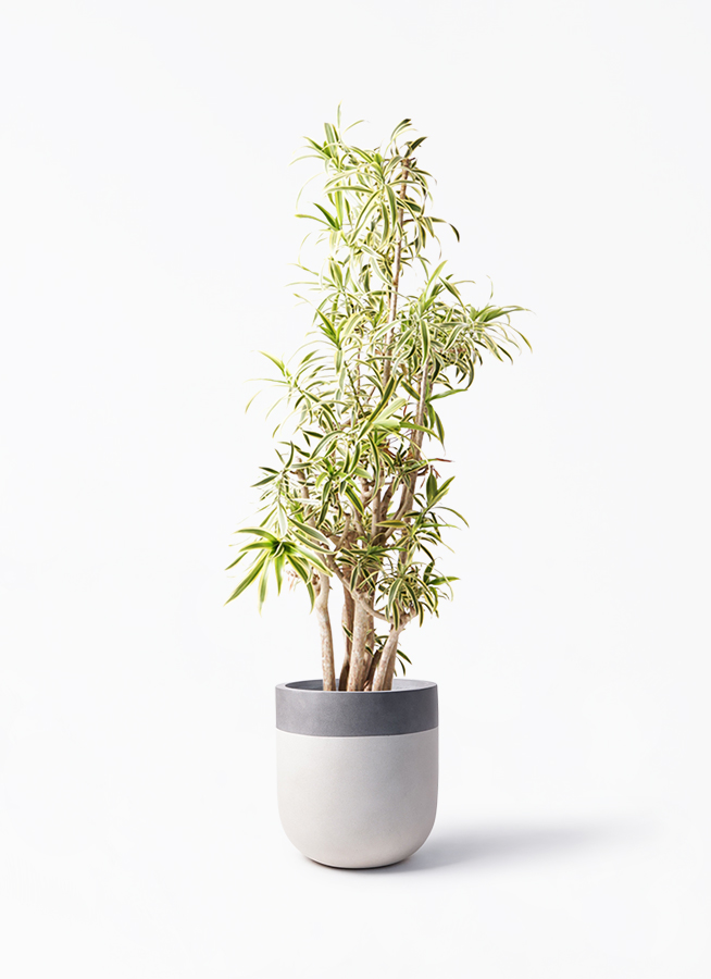 ソングオブインディア　高さ約110㌢ ソング オブ インディア 10号 | 観葉植物通販HitoHana(ひとはな)