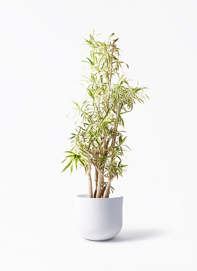 ドラセナ ソング オブ インディア | 観葉植物通販HitoHana(ひとはな)