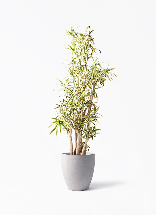 ドラセナ ソング オブ インディア | 観葉植物通販HitoHana(ひとはな)