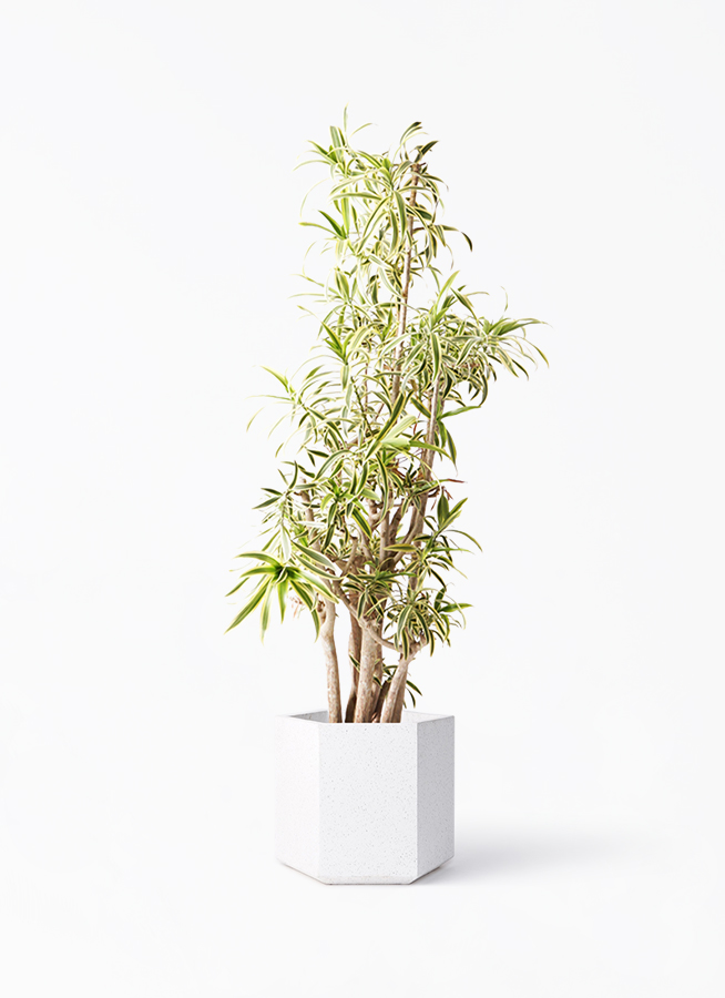 ドラセナ ソング オブ インディア | 観葉植物通販HitoHana(ひとはな)