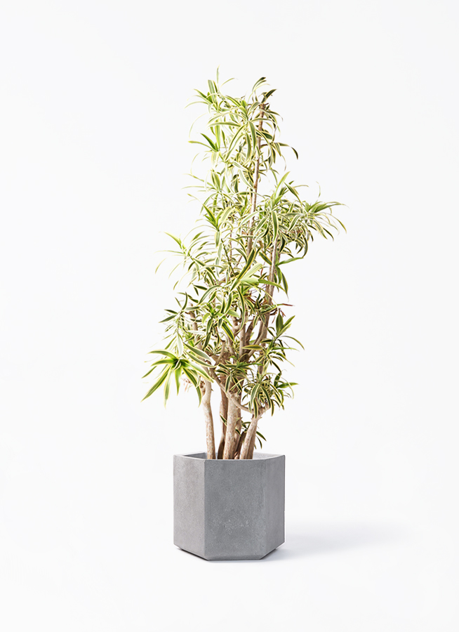 ソング オブ インディア 10号 | 観葉植物通販HitoHana(ひとはな)