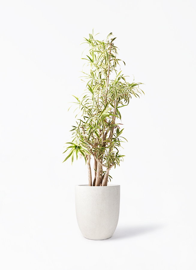ソングオブインディア　高さ約110㌢ ソング オブ インディア 10号 | 観葉植物通販HitoHana(ひとはな)