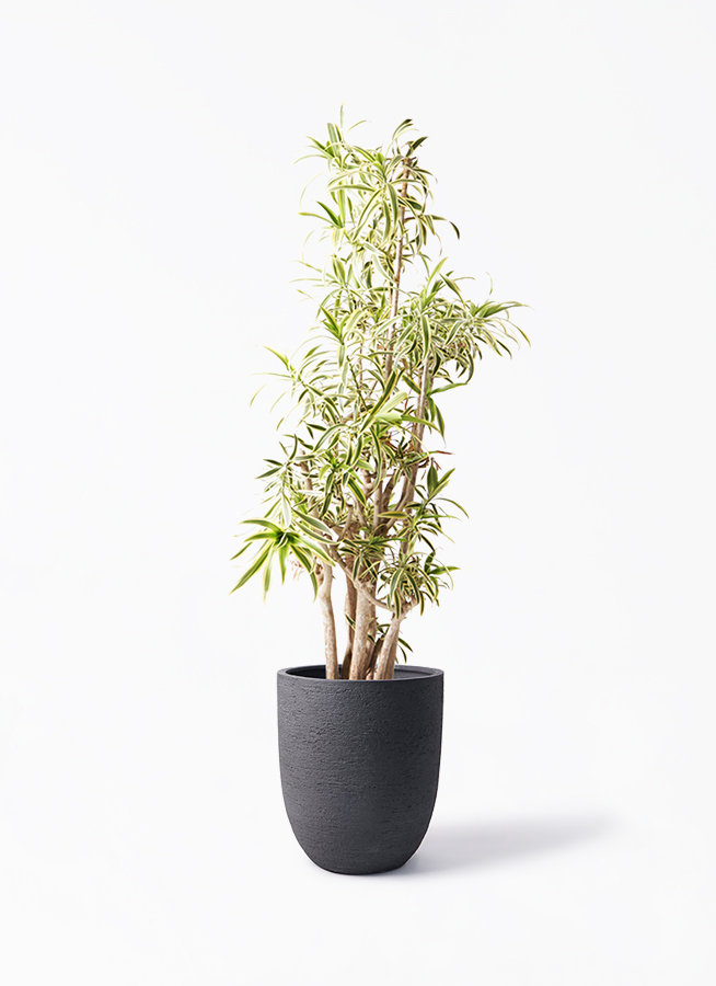 ソング オブ インディア 10号 | 観葉植物通販HitoHana(ひとはな)