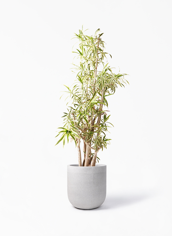 観葉植物 ドラセナ ソング オブ インディア 10号 バルゴ モノ ライトグレー 付き 観葉植物ならhitohana ひとはな
