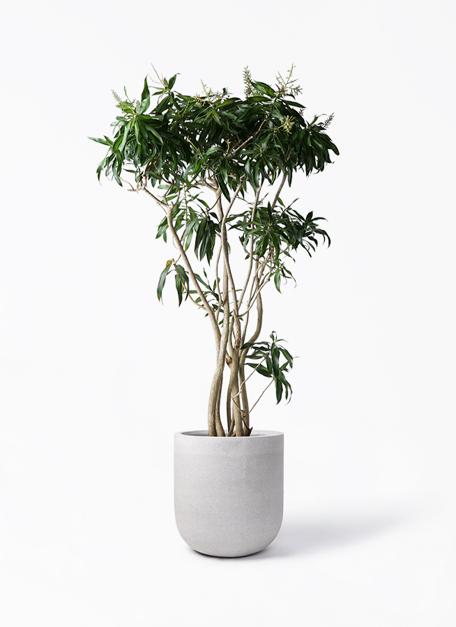 ドラセナ ソング オブ ジャマイカ 10号 | 観葉植物 | インテリアや