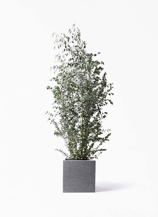 観葉植物 ユーカリ 10号 グニー キューブ ラテルストーン 付き 観葉植物ならhitohana ひとはな