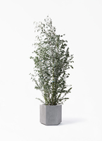 ユーカリオリーブ eucalyptus-gunnii-306_1.jpg?