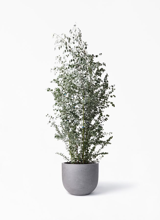 観葉植物 ユーカリ 10号 グニー コンカー ラウンド 付き 観葉植物ならhitohana ひとはな 観葉植物 ユーカリ 10号 グニー コンカー ラウンド 付き 観葉植物ならhitohana ひとはな