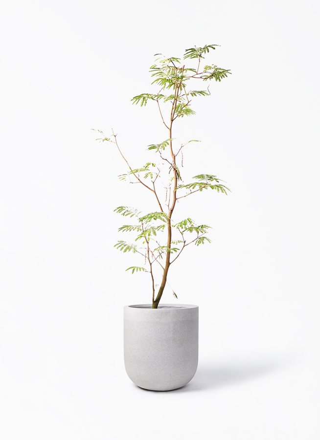 観葉植物 エバーフレッシュ 10号 ボサ造り バルゴ モノ ライトグレー