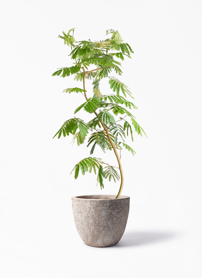 観葉植物 エバーフレッシュ 10号 曲り アビスソニア ラウンド 付き 観葉植物ならhitohana ひとはな